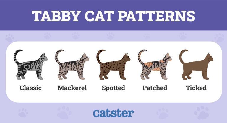 Black Tabby Cat