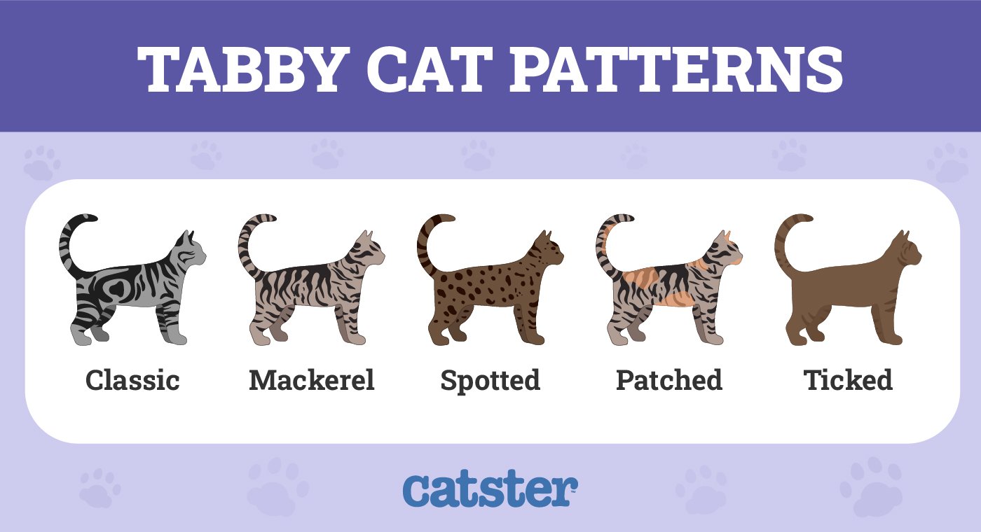Black Tabby Cat
