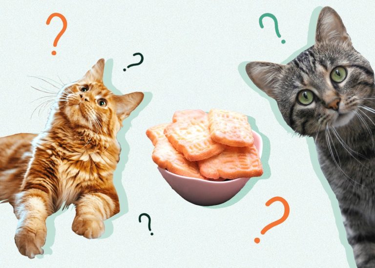 Can Cats Eat Biscuits