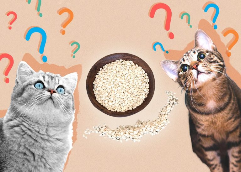 Can Cats Eat Sesame Seeds
