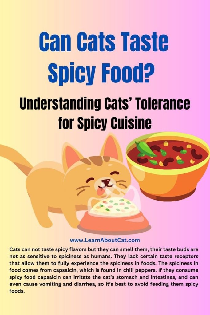 Can Cats Taste Spicy Food