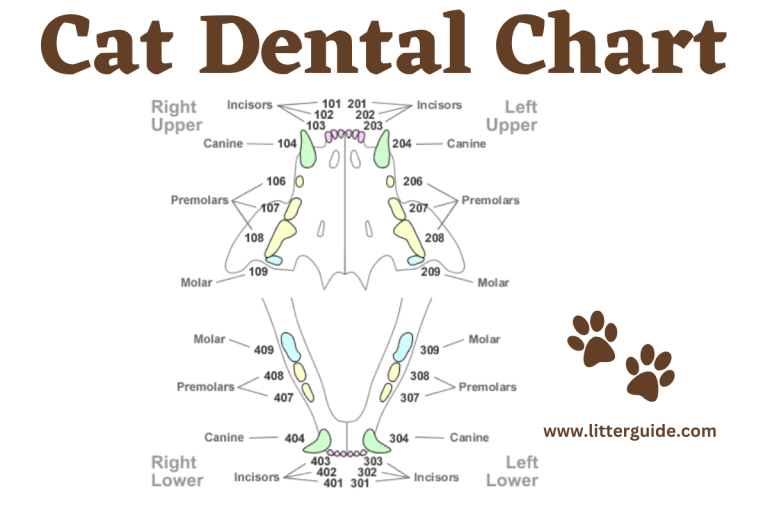 Cat Dental Chart