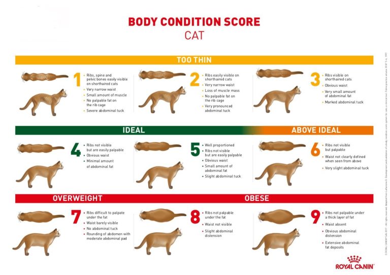 Cat Weight Chart