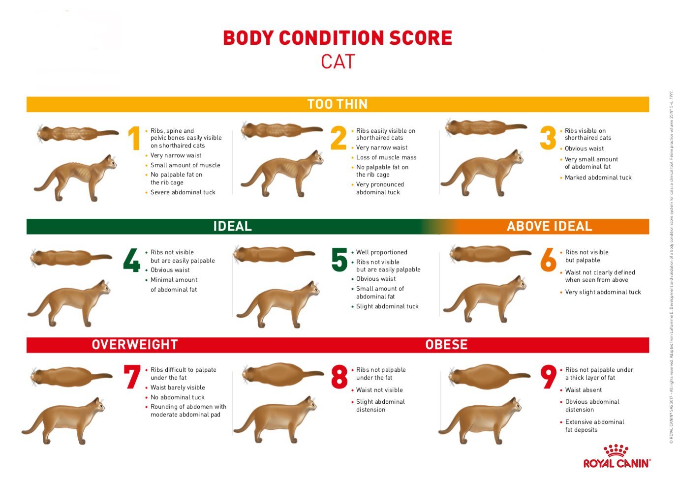 Cat Weight Chart