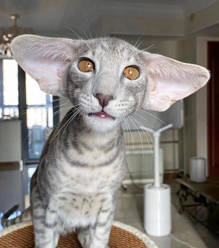 Cats With Big Ears