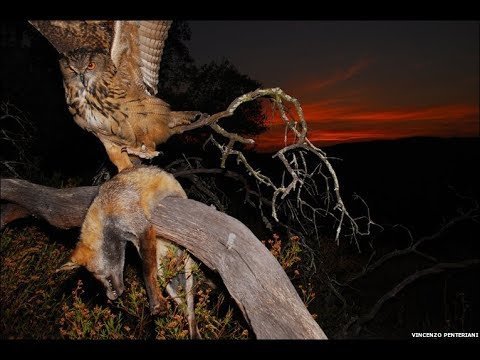 Do Owls Eat Cats