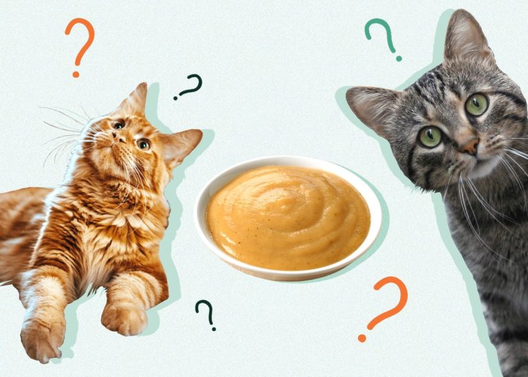 Is Baby Food Good for Cats