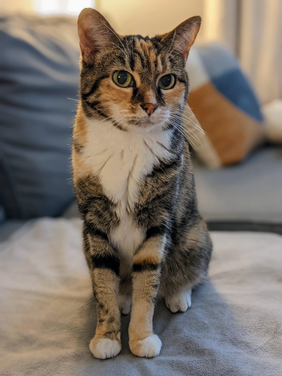 Torbie Cat