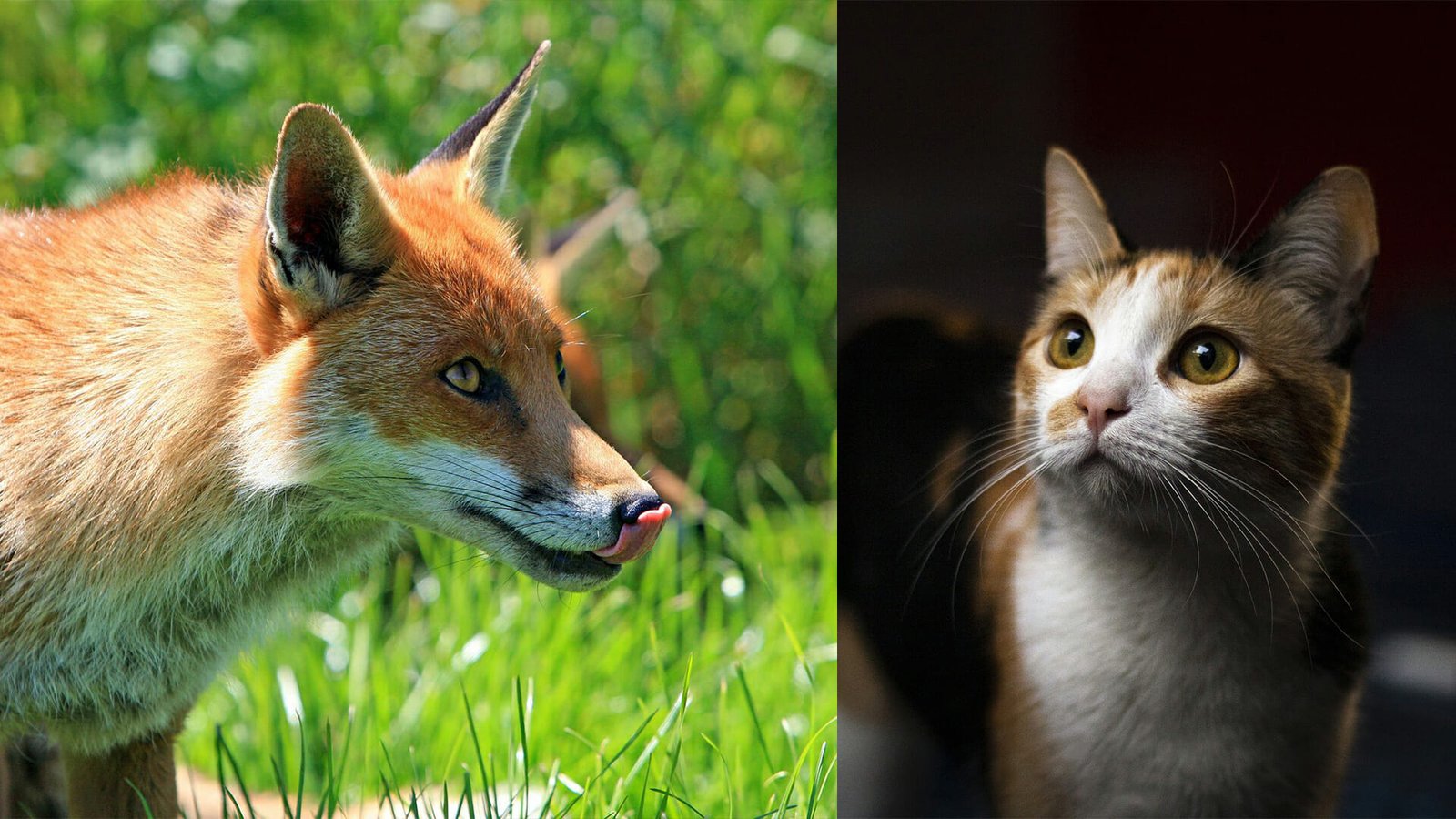 What Eats Cats