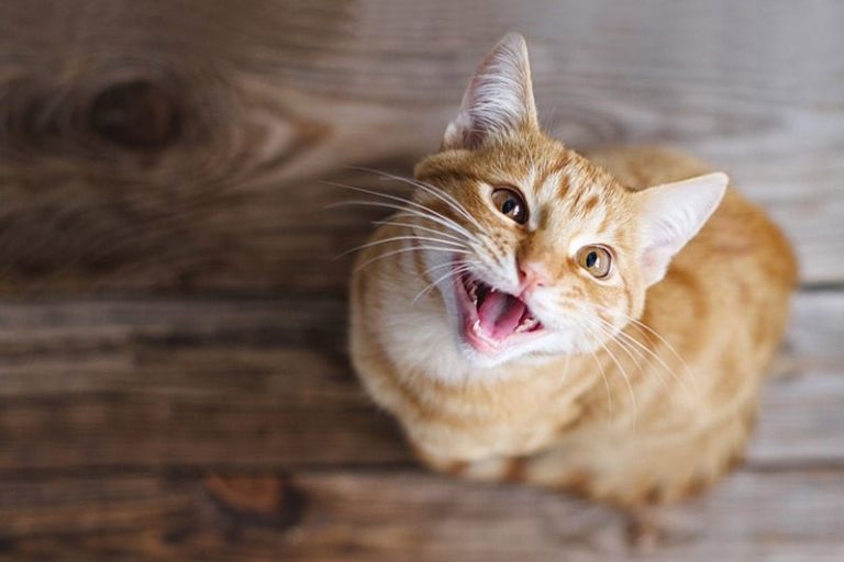 Why Does My Cat Meow After Eating