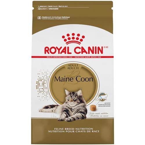 Best Food for Maine Coon Cat