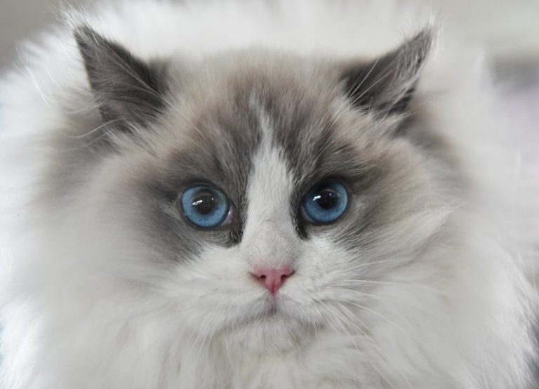 Are Cats Easy to Take Care of