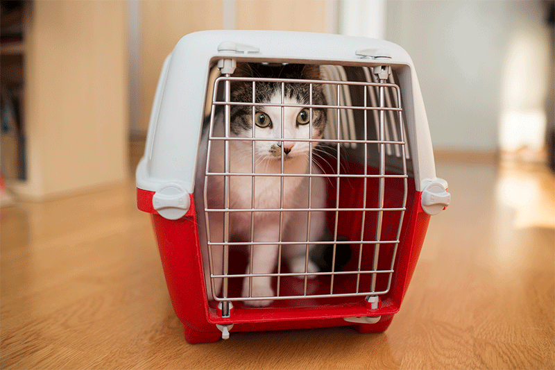 How to Calm Cat in Car