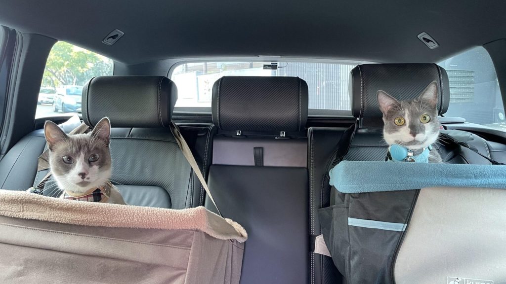 How to Travel With Cats in a Car Long Distance