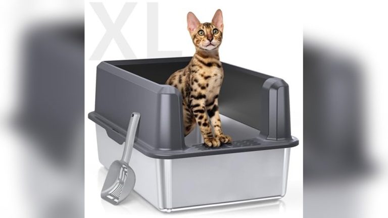 Best Cat Litter Box for Large Cats