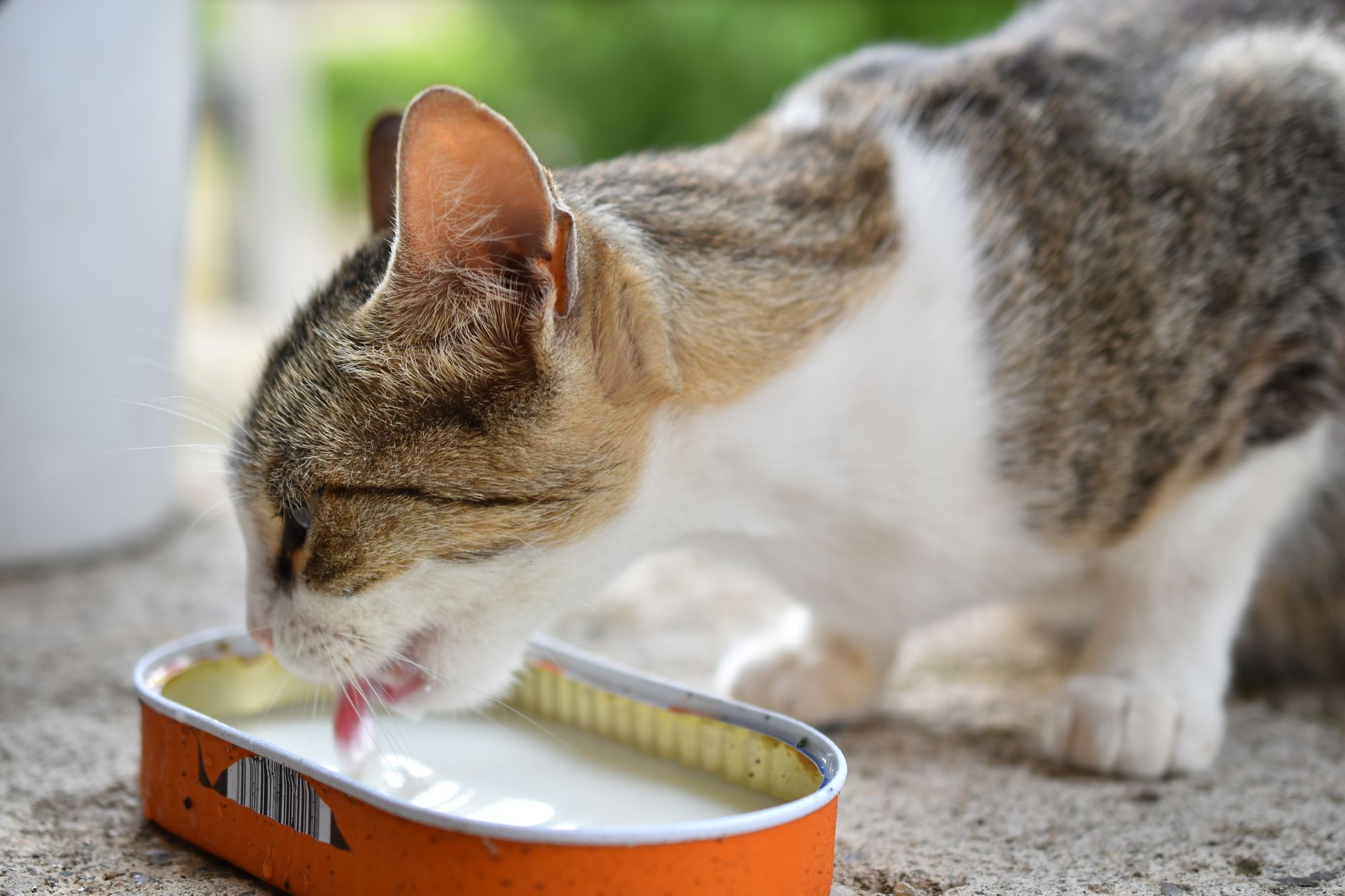 A tabby cat enjoying milk from a tin can while outdoors on a sunny day.