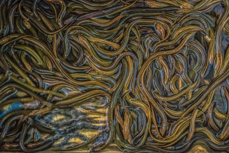Close-up of entwined eels underwater, showcasing a beautiful abstract pattern and green hues.