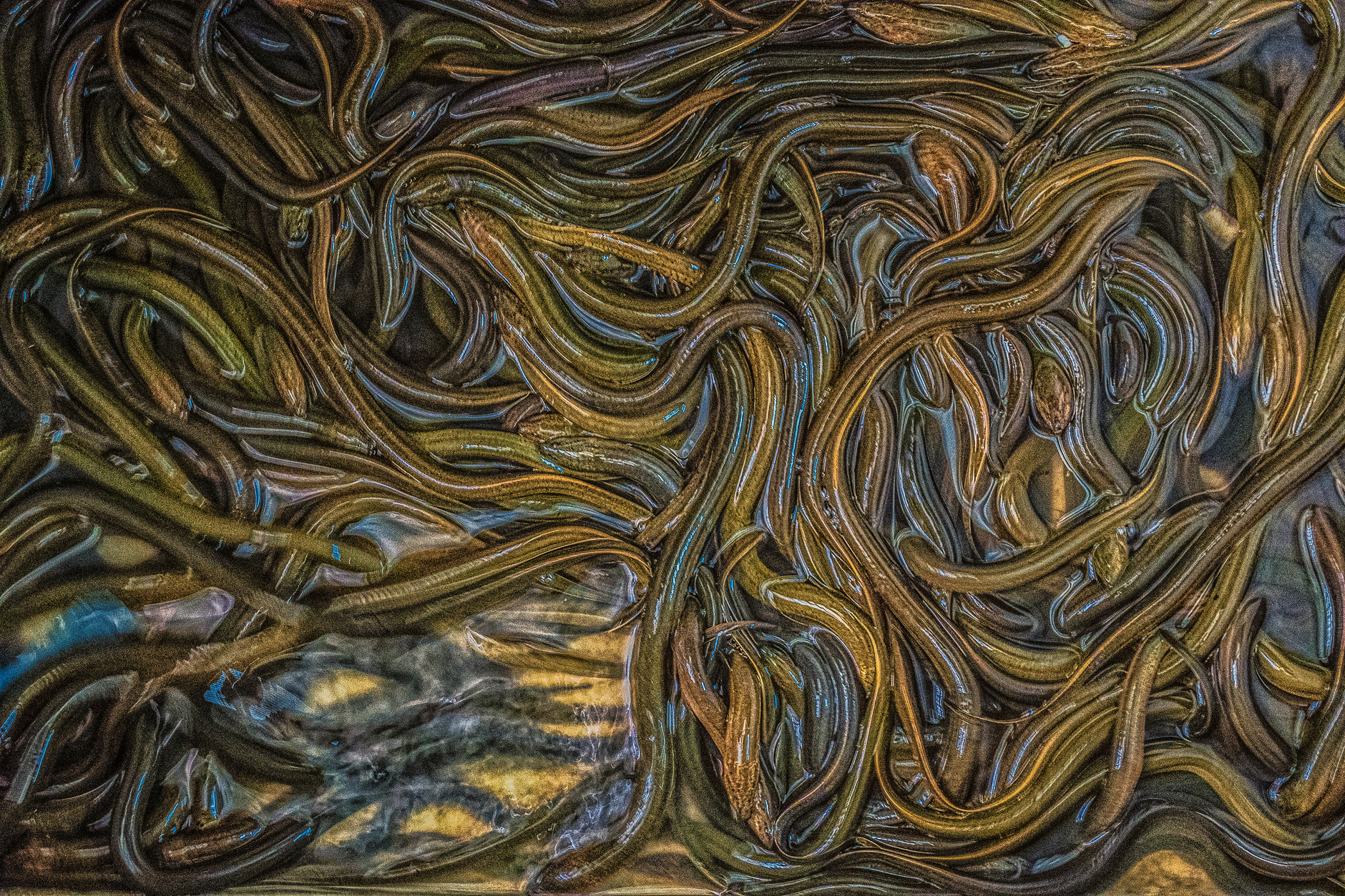 Close-up of entwined eels underwater, showcasing a beautiful abstract pattern and green hues.