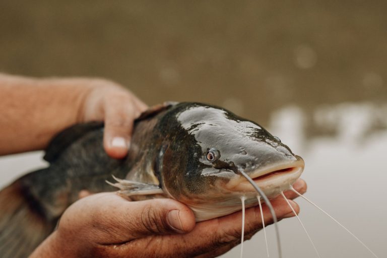 A detailed close-up of a person holding a catfish near a water body, showcasing its features.