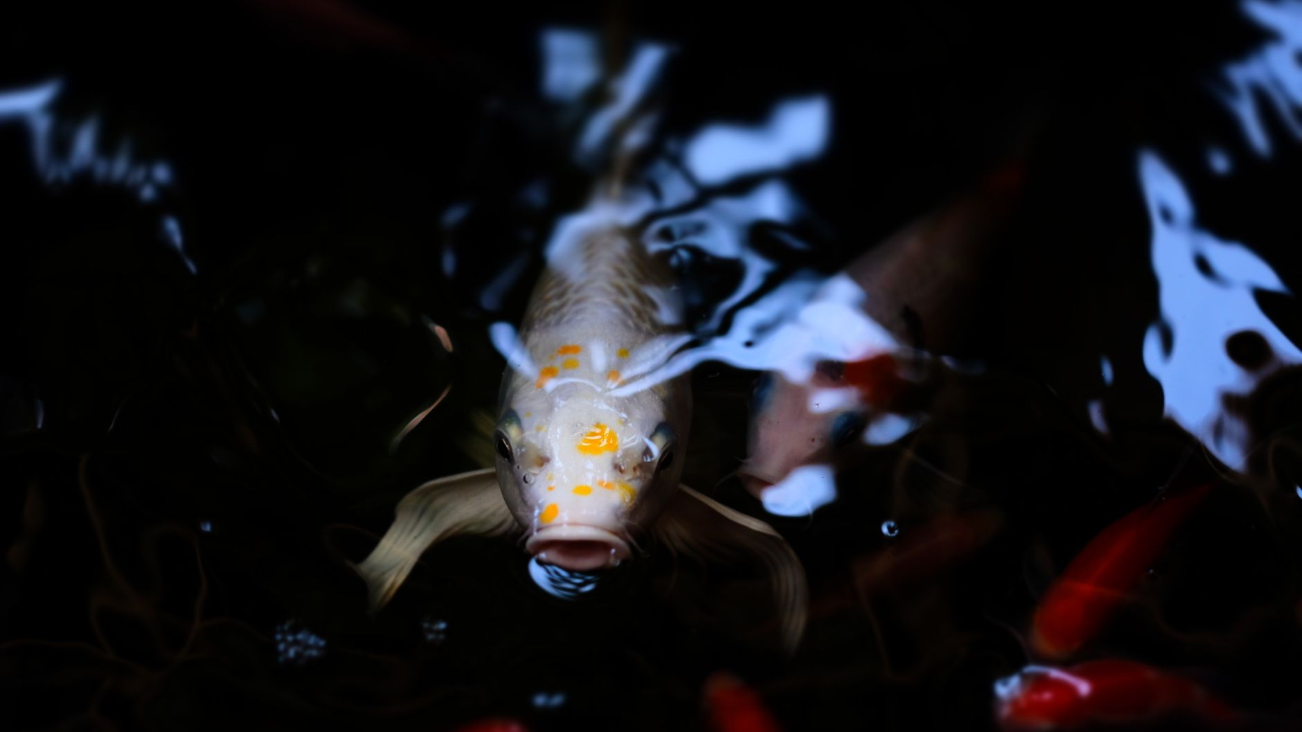 Vibrant koi carp fish peeking just below the water's surface, creating a serene aquatic scene.