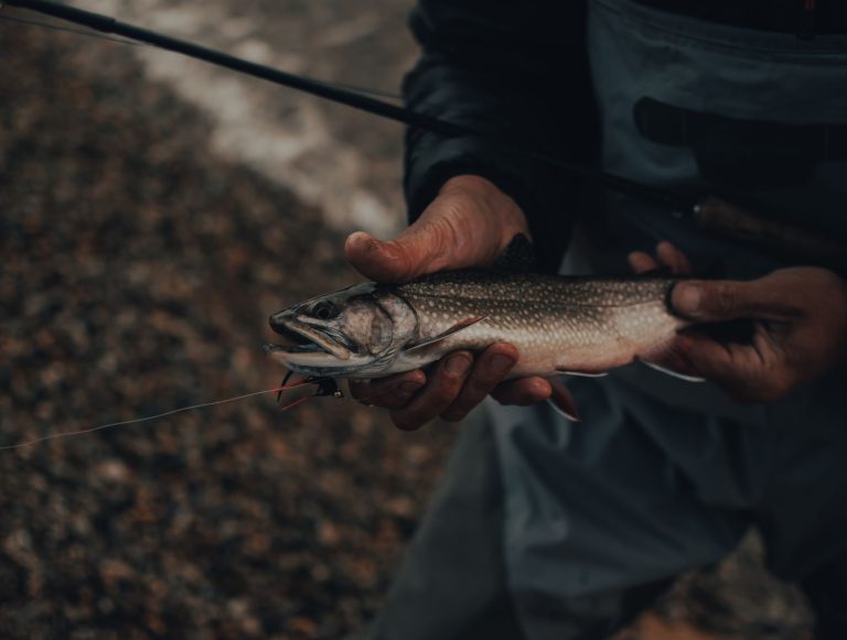 Close-up view of a hand holding a freshly caught fish, showcasing fishing gear.
