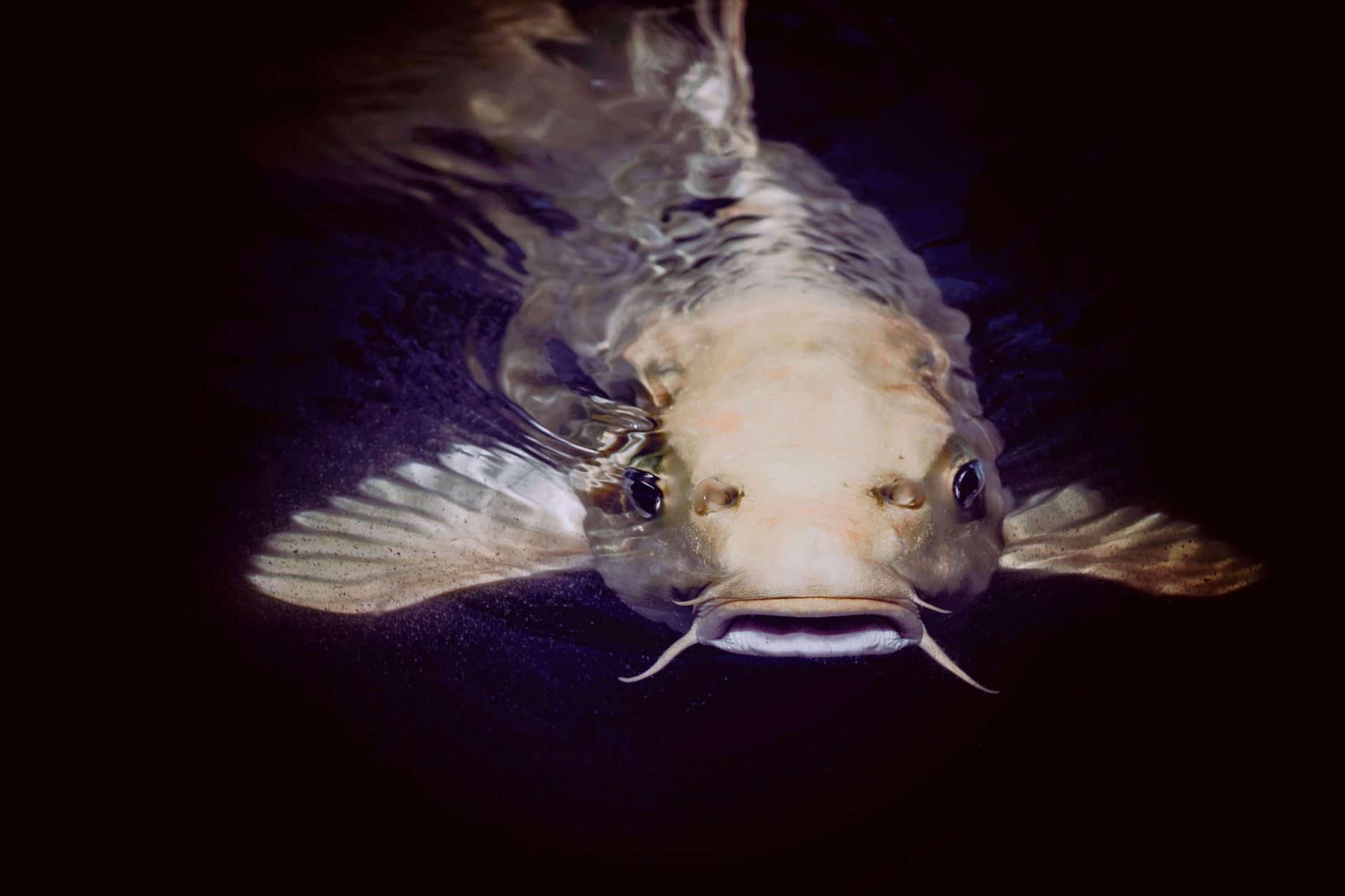 A detailed close-up of a catfish swimming gracefully beneath the water surface in Albuquerque.