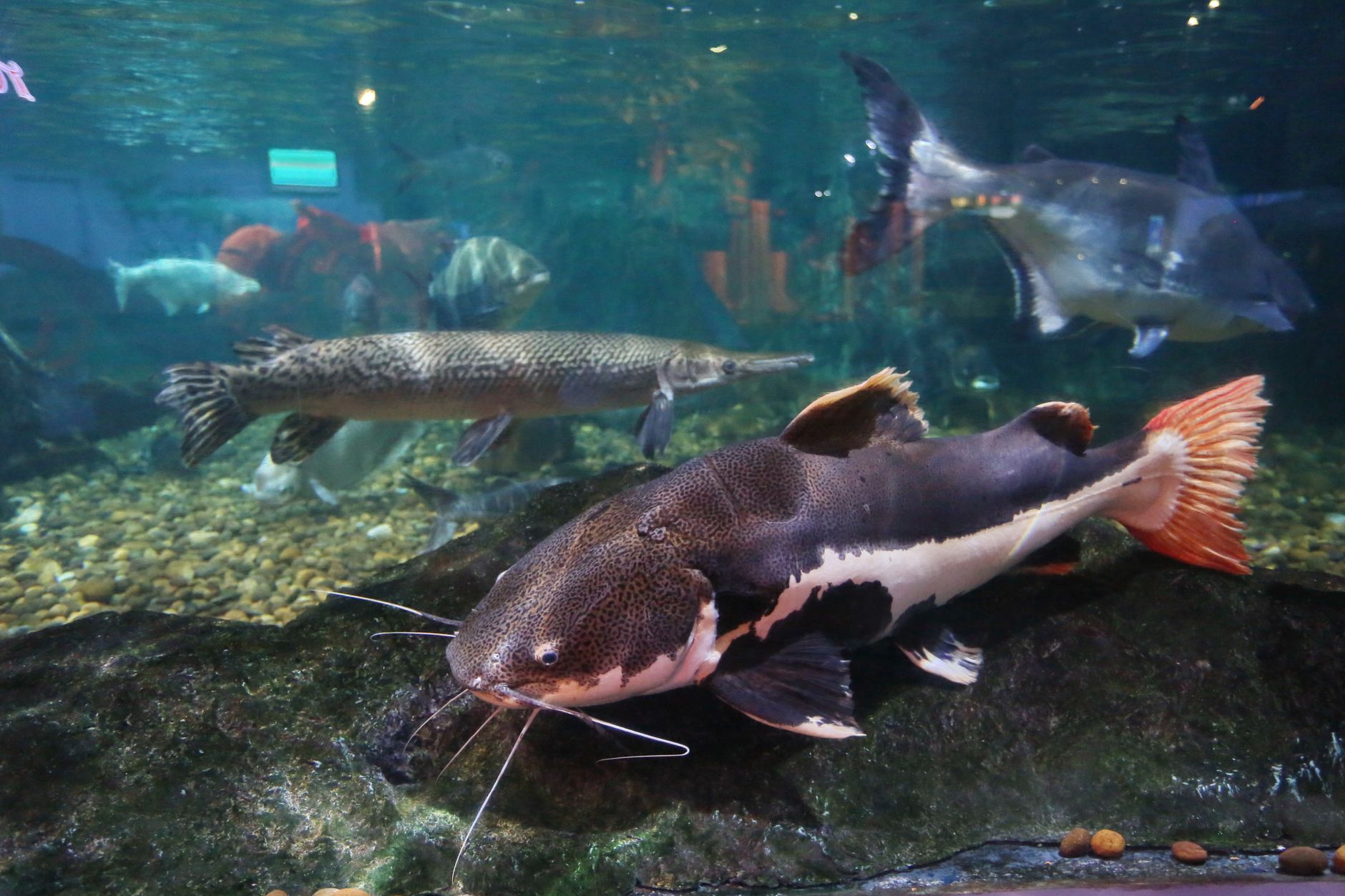 Vibrant freshwater fish swimming in a Bangkok aquarium, showcasing diverse aquatic life.