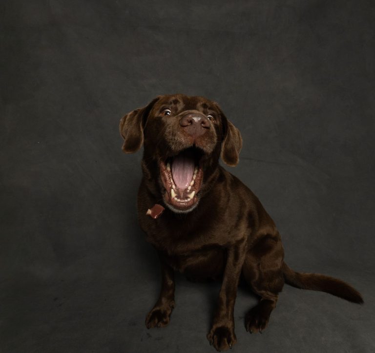 A chocolate Labrador Retriever excitedly catching a treat indoors.
