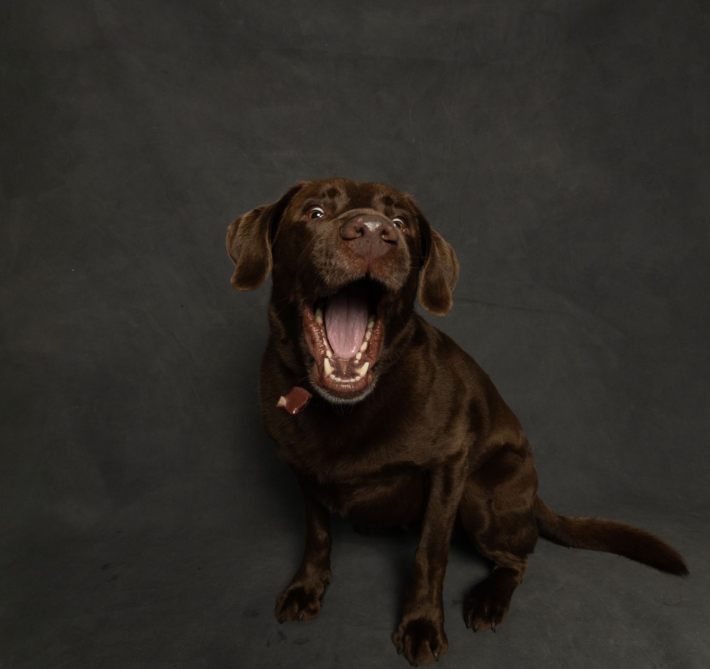 A chocolate Labrador Retriever excitedly catching a treat indoors.