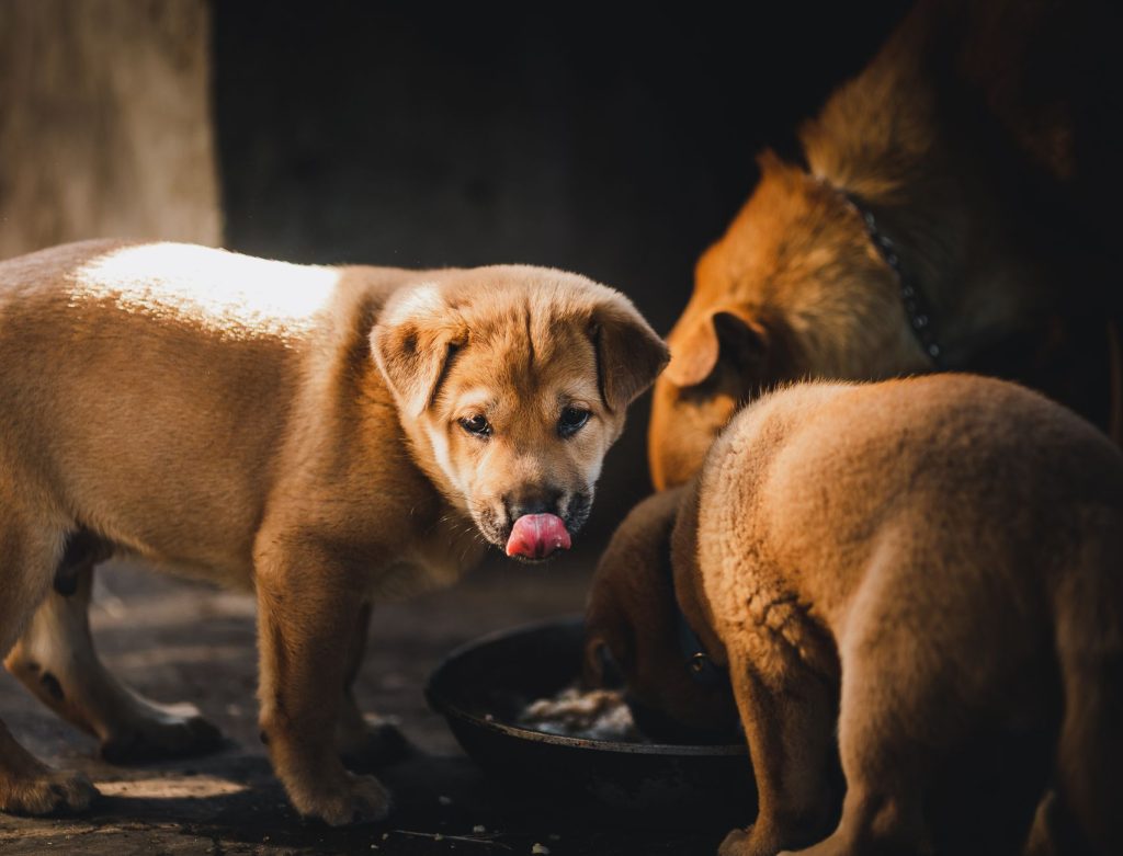 Three puppies enjoying a meal in a warm setting in Kon Tum, Vietnam. Perfect for animal and pet lovers.