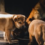 Group of brown puppies feeding together in Kon Tum, Vietnam, in warm natural light.