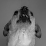 Close-up black and white portrait of a dog's expressive face, showcasing its unique features.