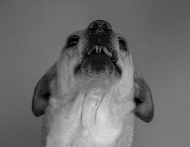 Close-up black and white portrait of a dog's expressive face, showcasing its unique features.