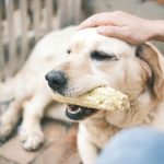 A labrador retriever eating corn while being gently patted by a human hand.