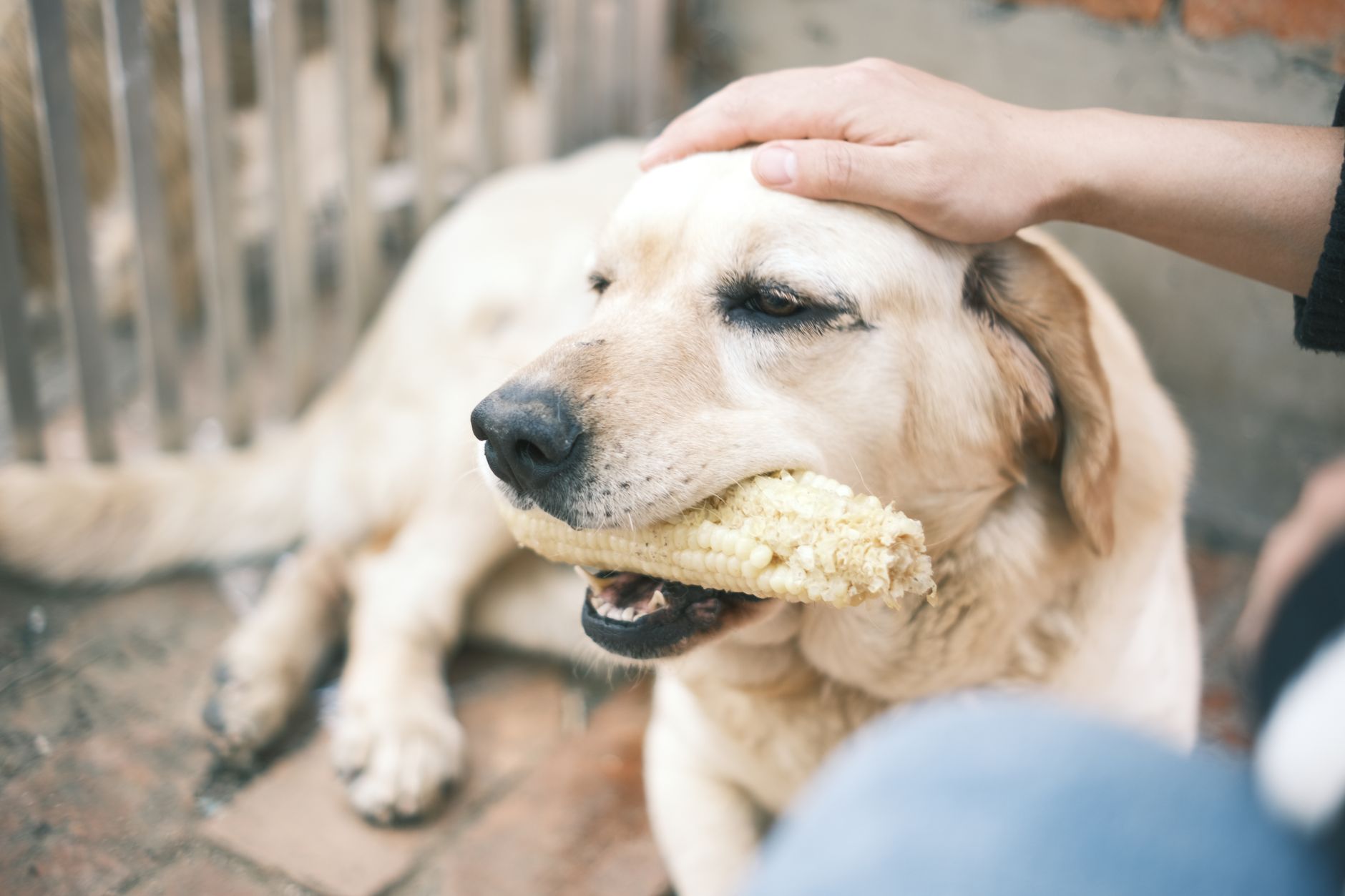 A labrador retriever eating corn while being gently patted by a human hand.